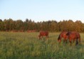 /album/tenyeszkancak/sam-0803-jpg1/